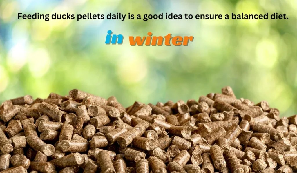 What Do Ducks Eat In The Winter? 10 Foods That They Prefer!