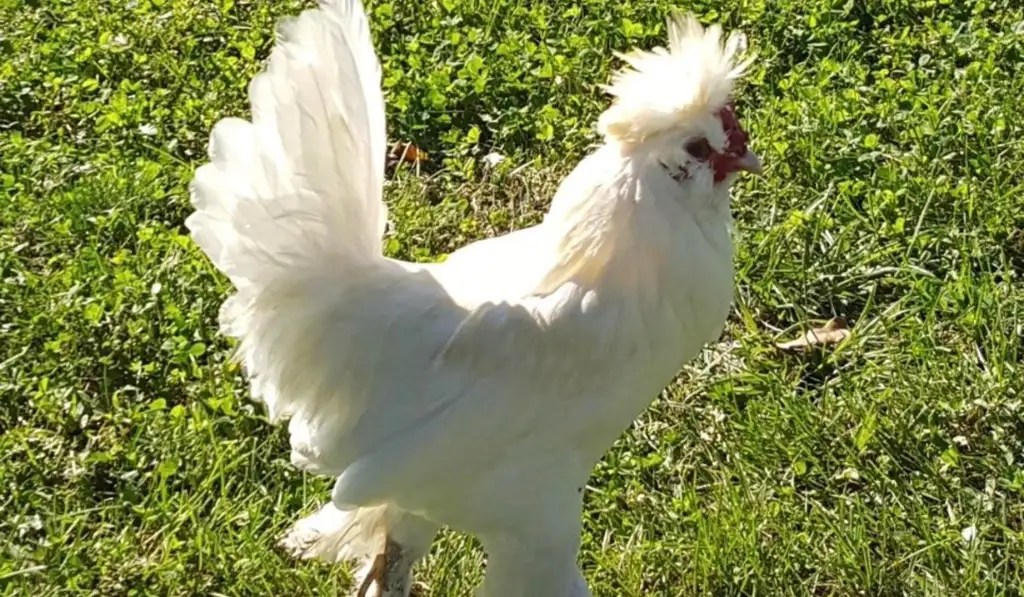 List Of 9 WORST Chicken Breeds For Beginners FowlFamily