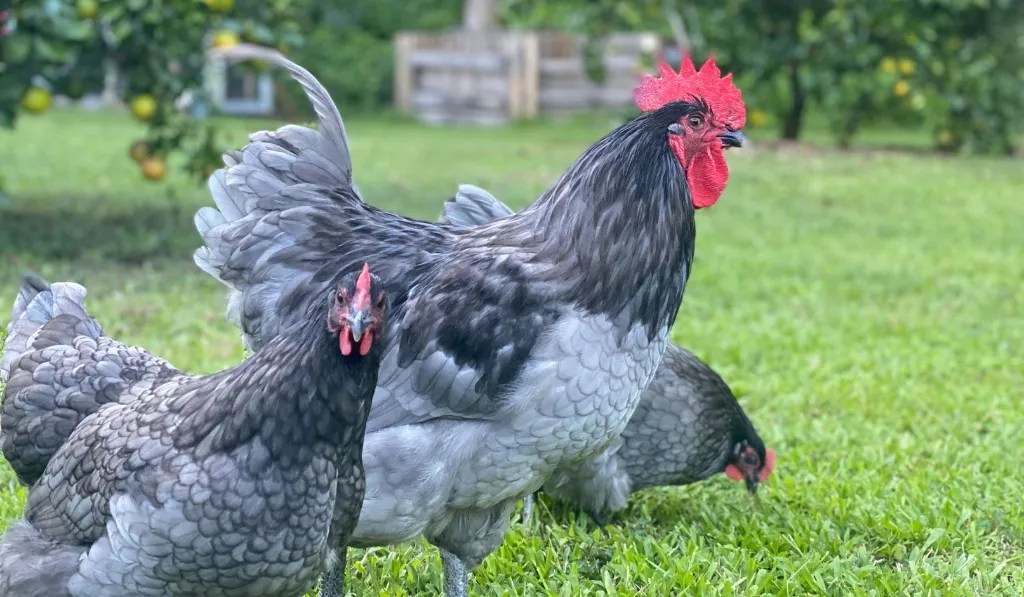 Discover 5 Quietest Chicken Breeds For Backyard Raising