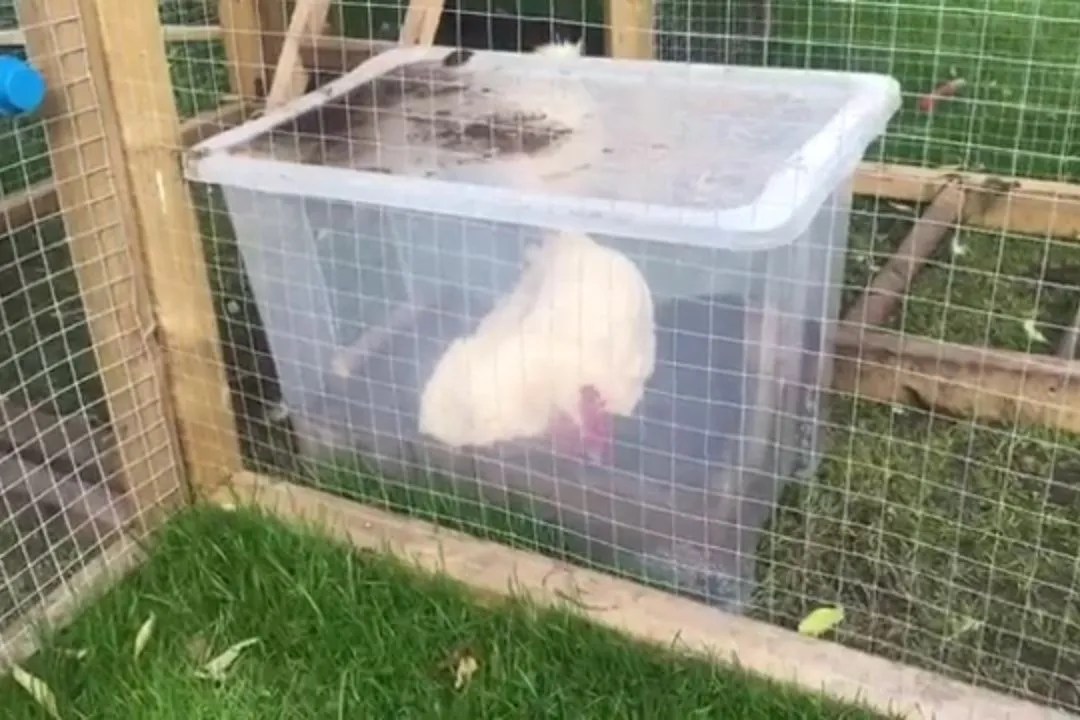 15 Best Chicken Run Ideas To Keep Your Chickens Happy