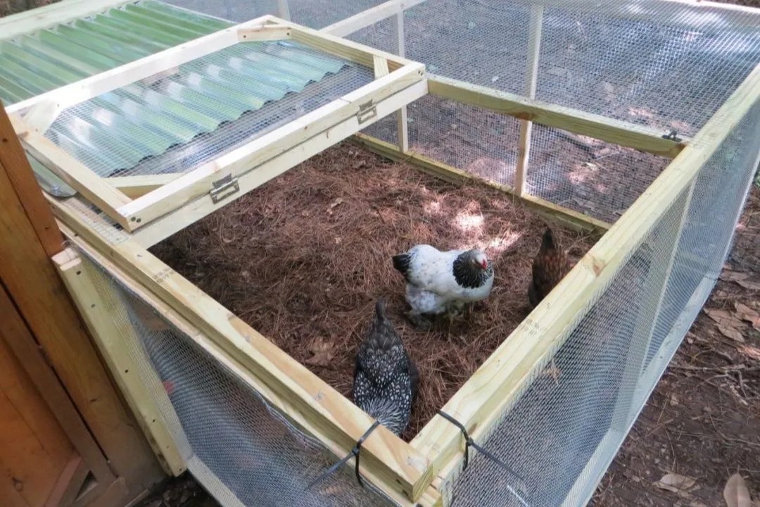15 Best Chicken Run Ideas To Keep Your Chickens Happy