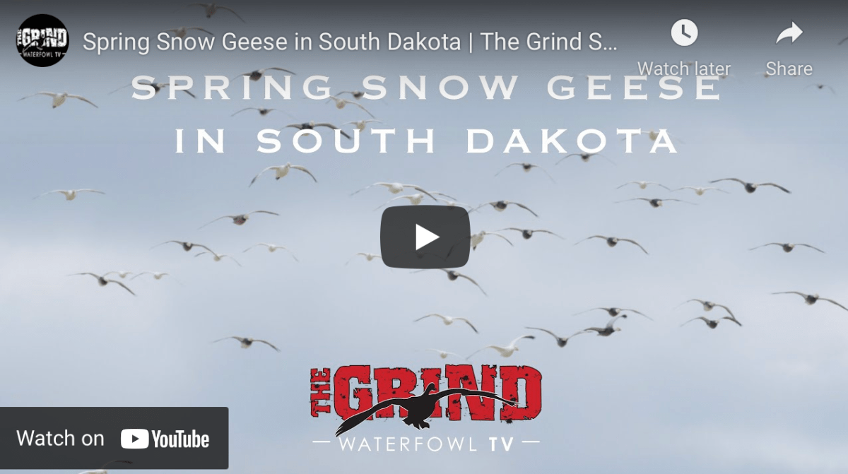 Show Spring Snow Goose Hunting in South Dakota Fowl Hound