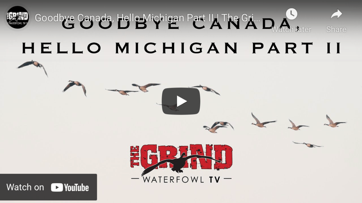 Show Hunting Geese in Michigan (Part 2) Fowl Hound