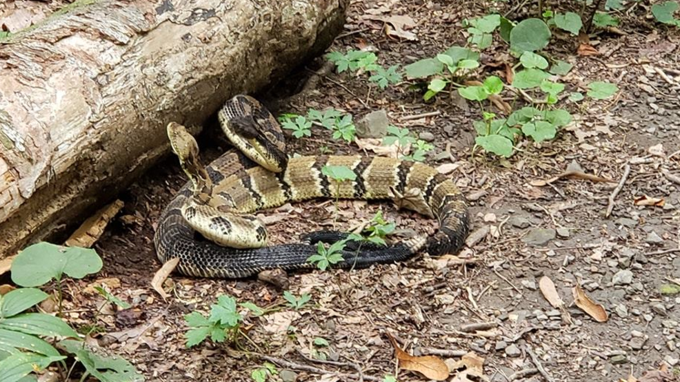 Tennessee man captures state's mostdangerous snakes 'dancing' in