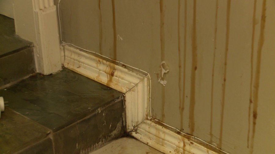 Bee infestation has honey dripping down walls of Texas home FOX 2