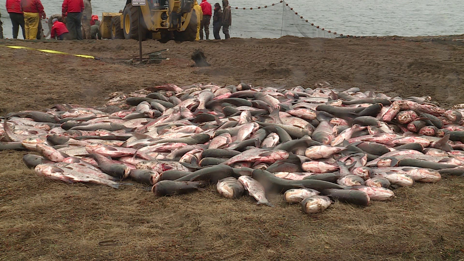 Conservation department begins removing Asian Carp from Creve Coeur