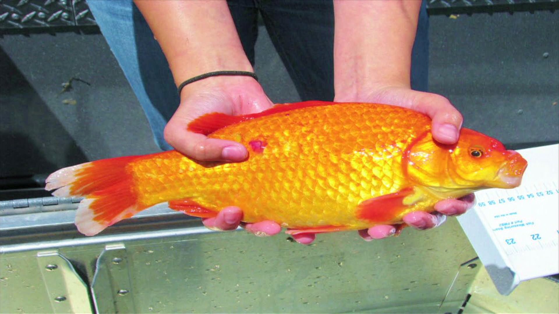 Goldfish Invade Lake Tahoe FOX40