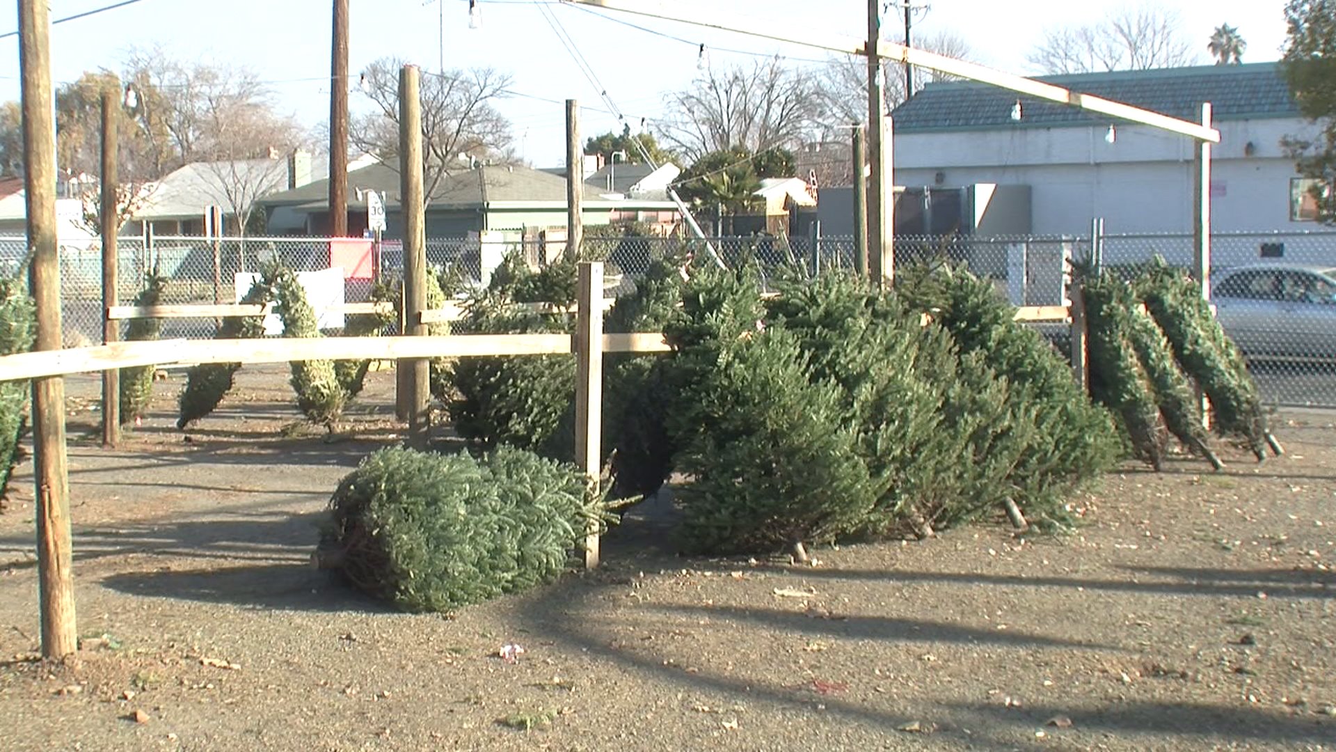 Sacramento Christmas Tree Lots Close For The Season FOX40