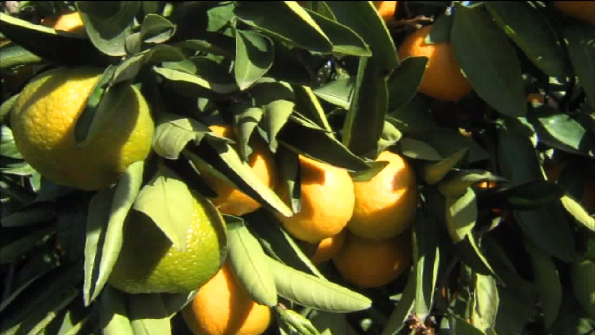 Asian Citrus Psyllid Detected in Northern California Town