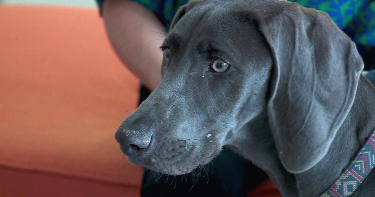 Dog Eats Gorilla Glue, Has Perfect Mold of Her Stomach Removed by Vet