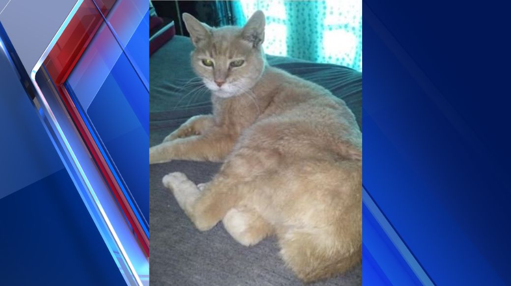 Honorary Alaska 'Mayor,' Stubbs the Cat, Dies at 20