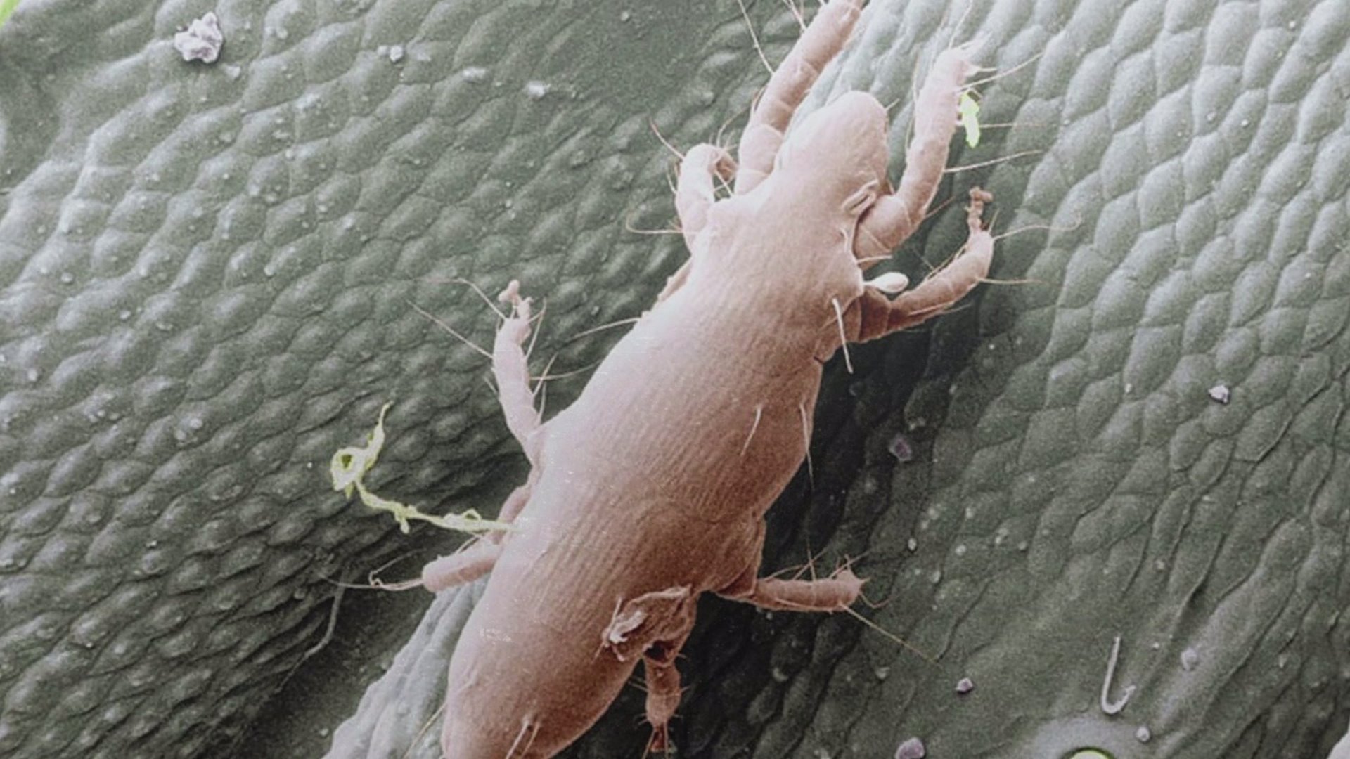 Get ready, KC Experts say itchy oak mites will invade once again this