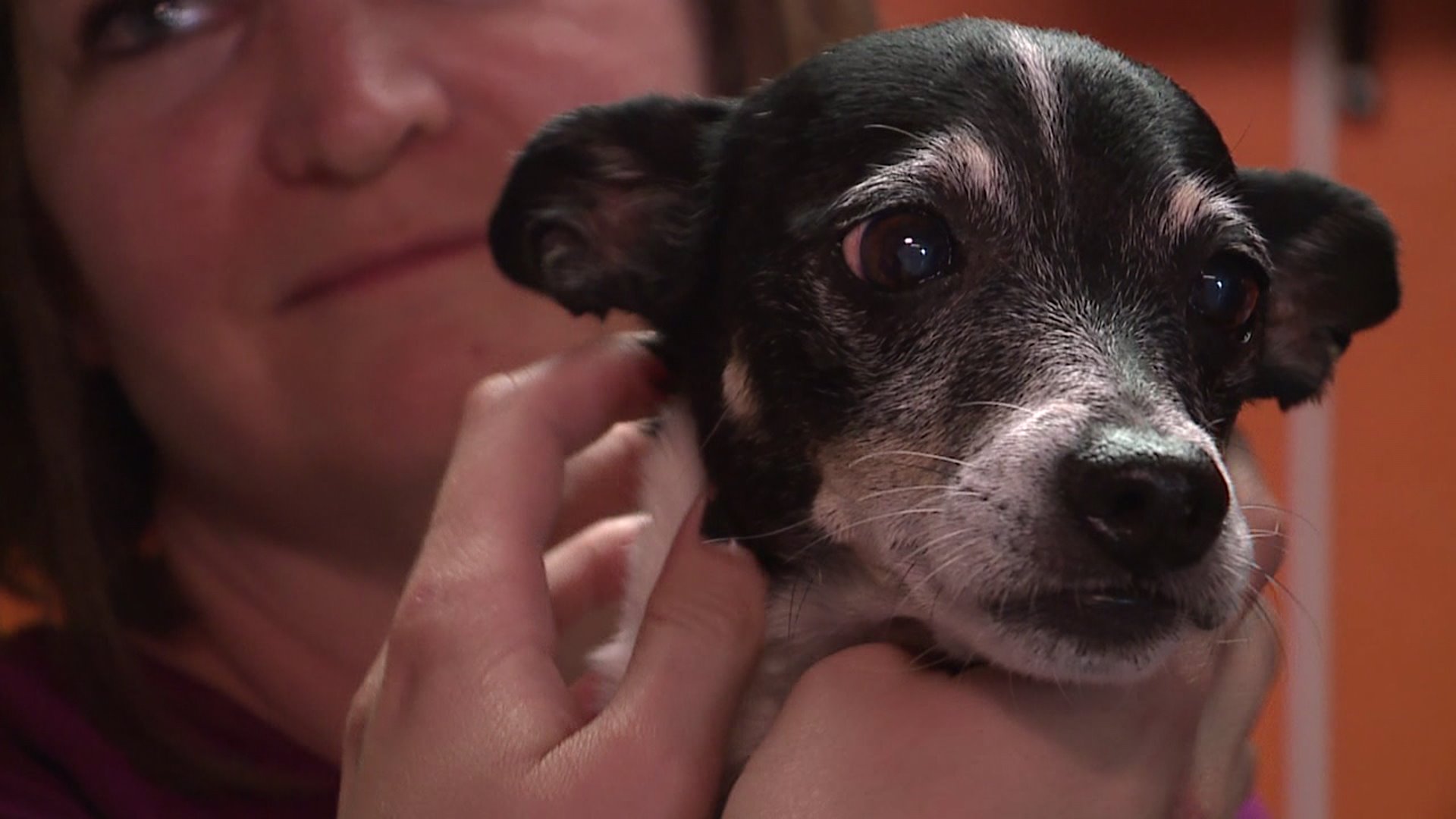 Metro doctor grants dying patient’s wish to see her dog one last time
