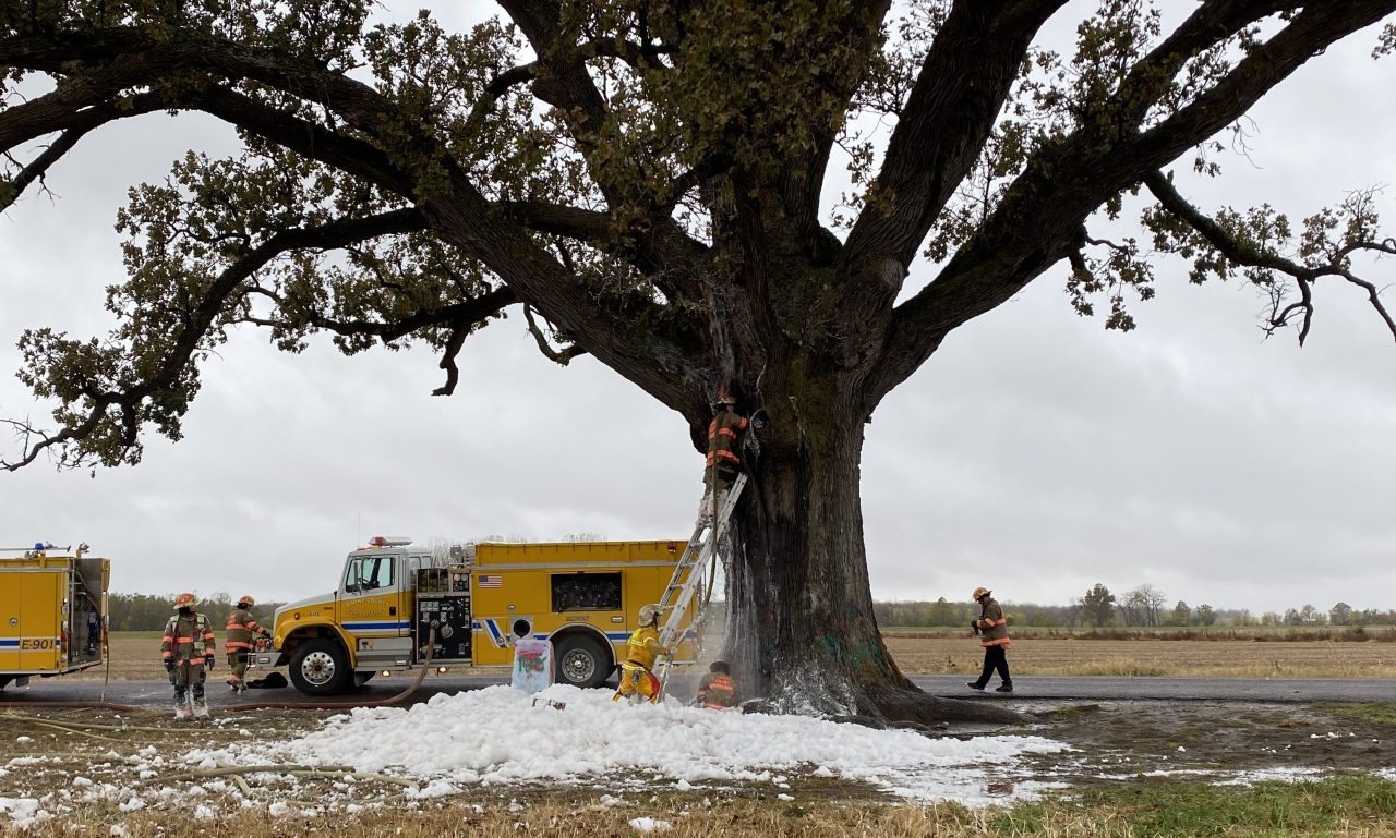 Famous burr oak in Boone County, Missouri, known as the ‘Big Tree