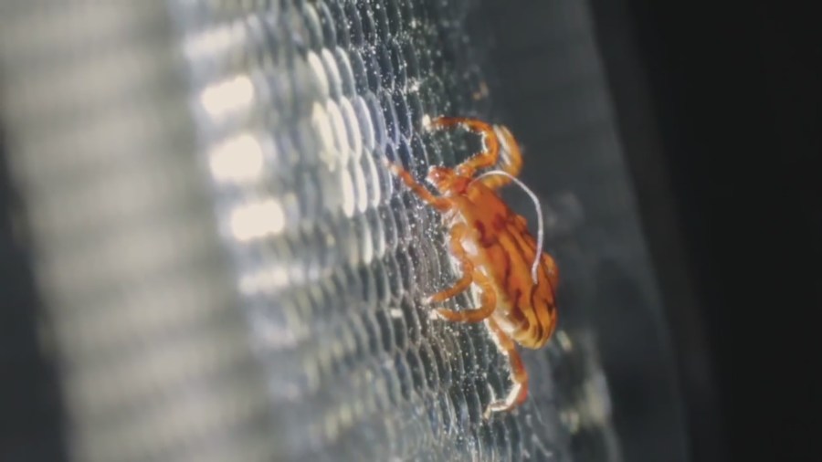 Experts see an uptick in ticks in Kansas City area