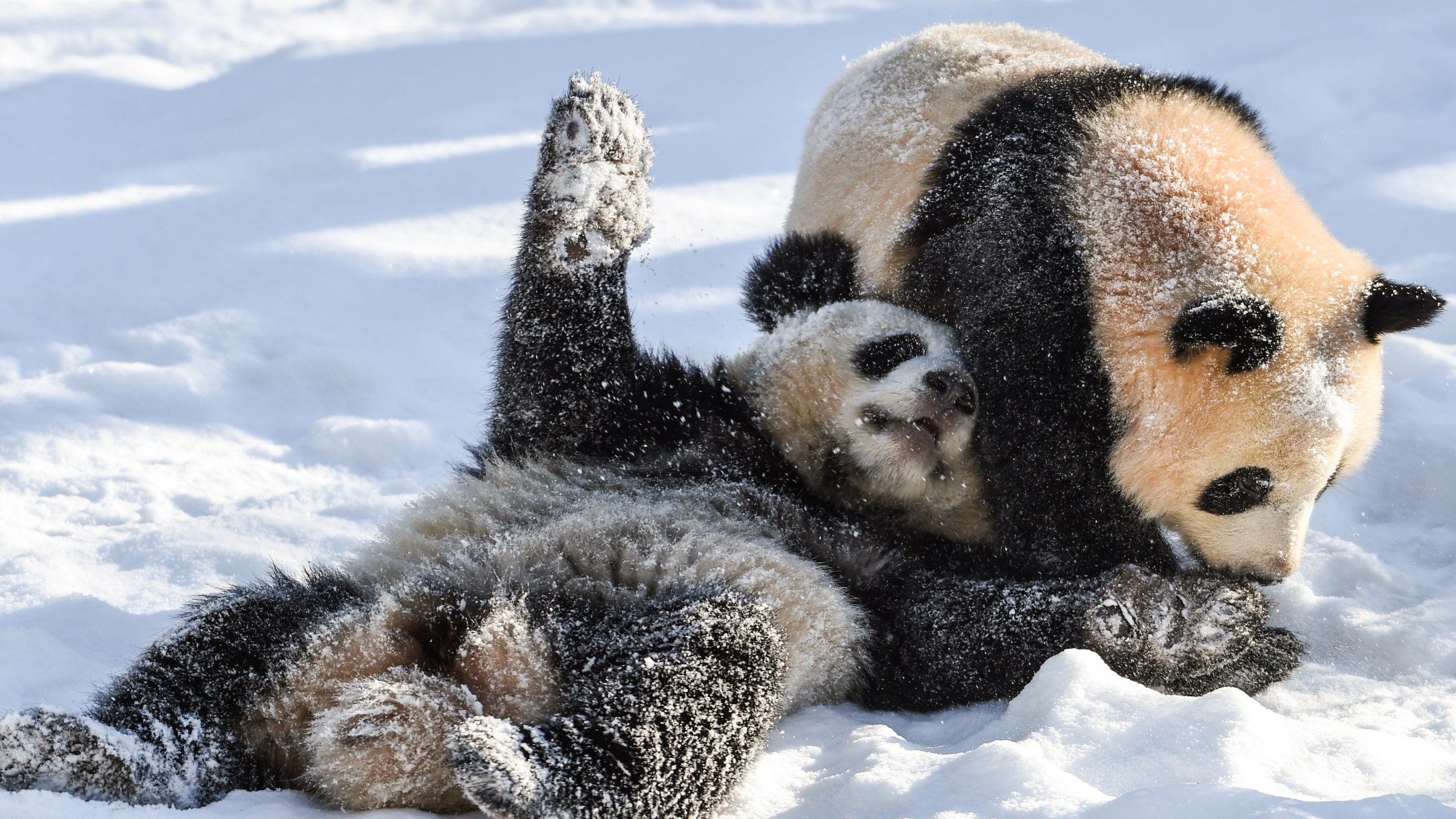 Atlanta is the only place in US to see pandas for now. But dozens of