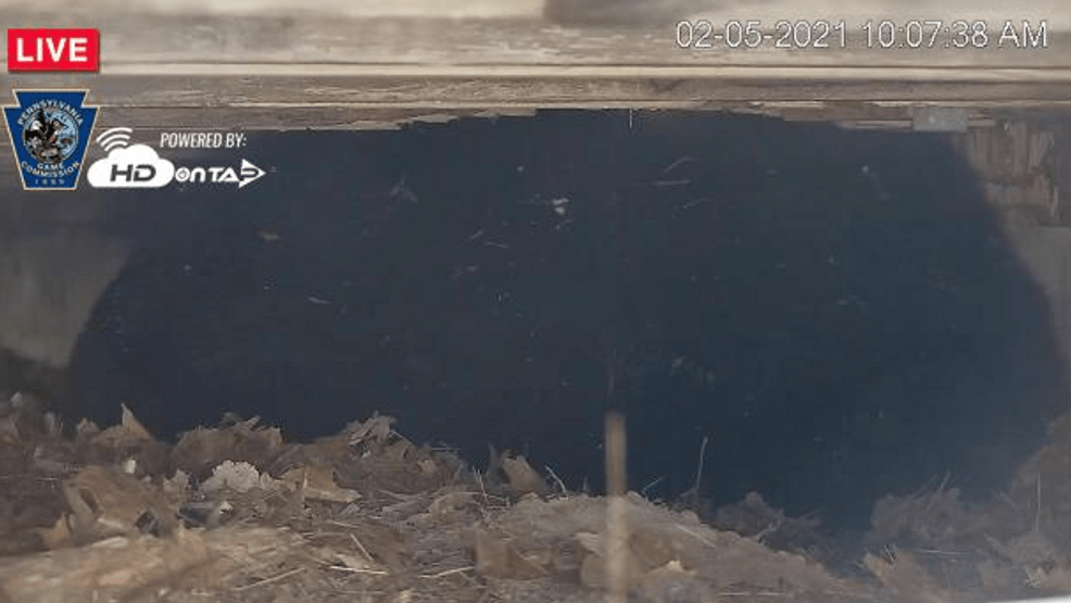 Pennsylvania Game Commission shares LIVE bear den footage out of Monroe