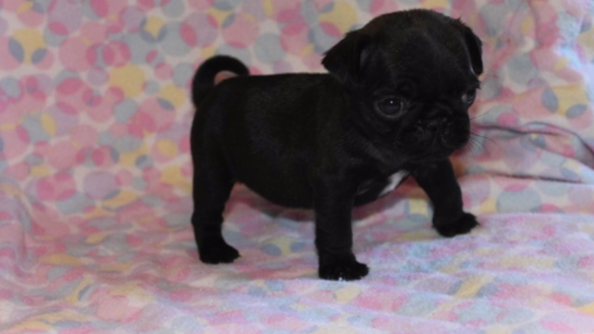 What Shots Do Pug Puppies Need