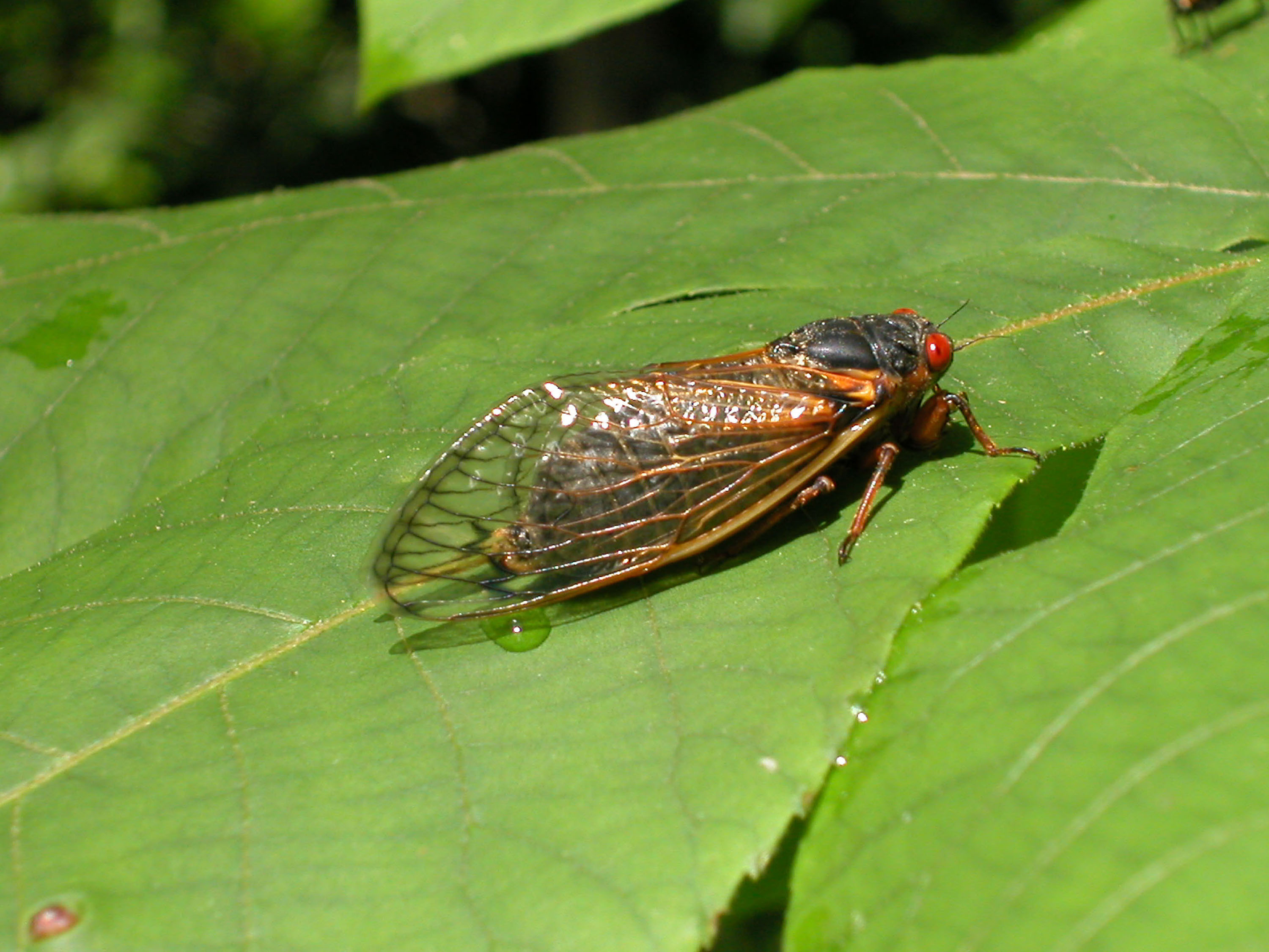 Are Cicadas Good Luck