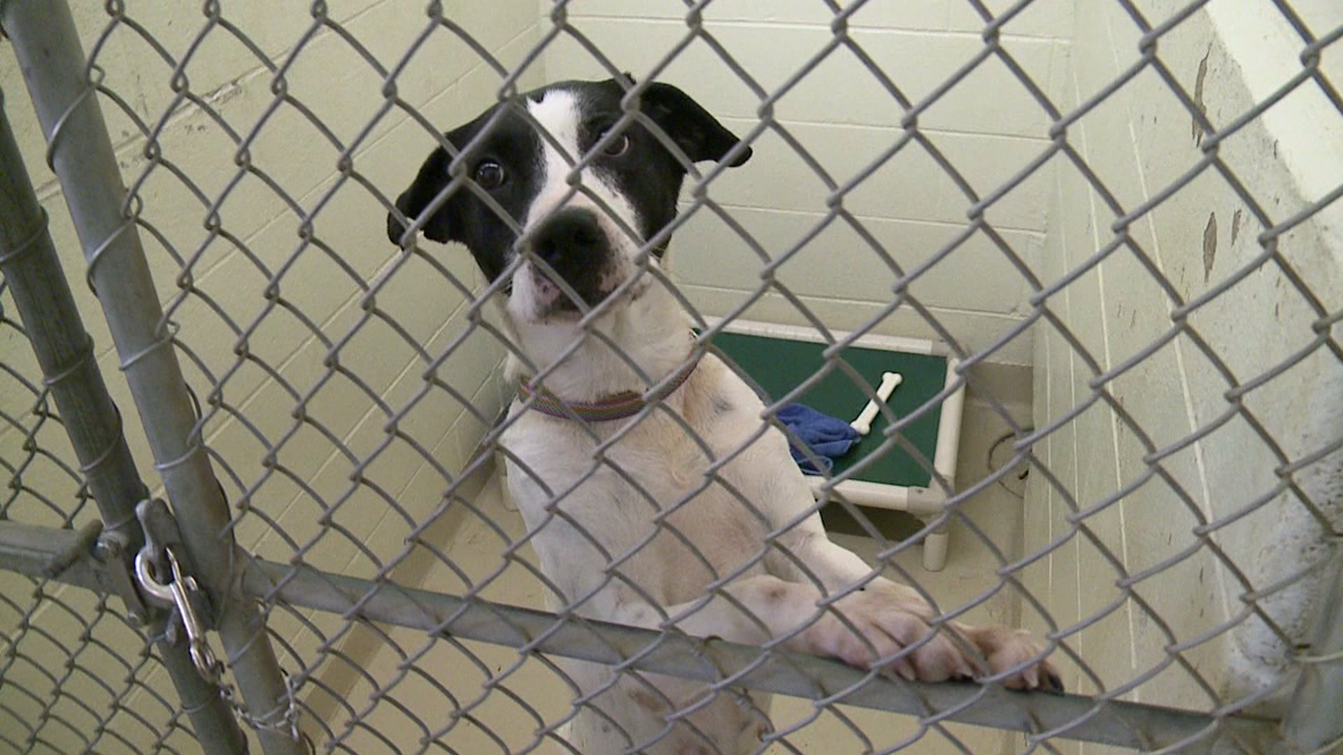 Johnson County Animal Shelter offers free adoptions