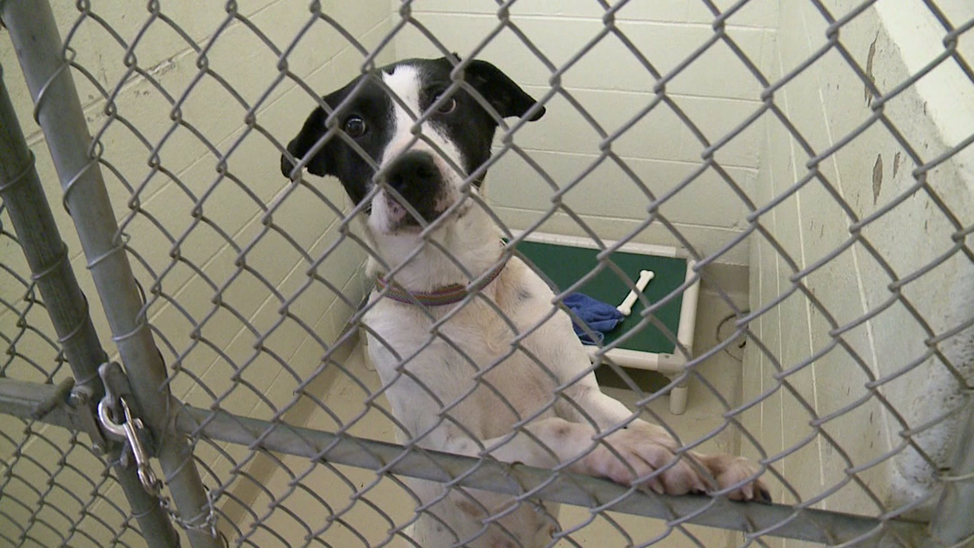 Johnson County Animal Shelter offers free adoptions throughout December