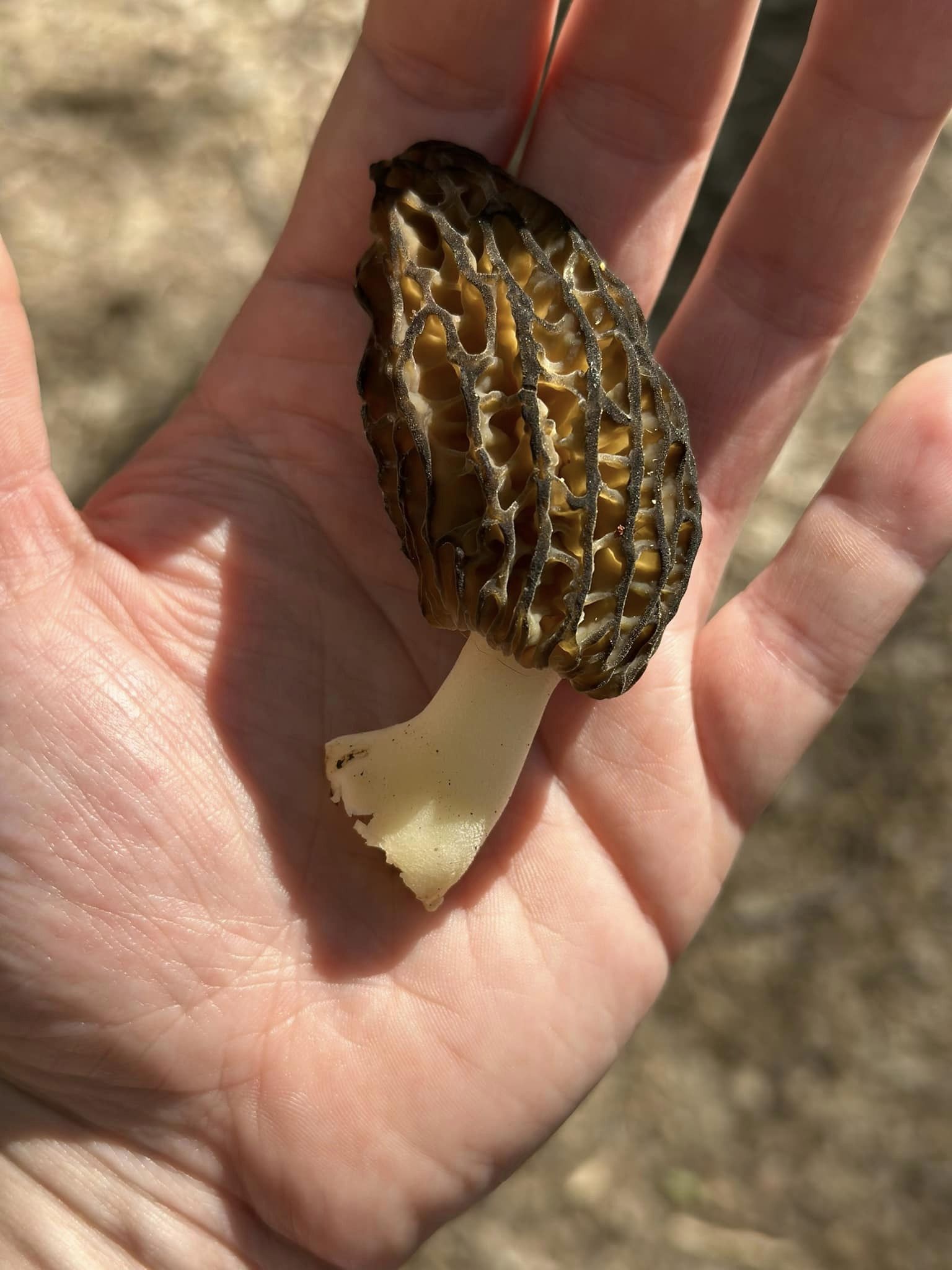 Morel hunting Indiana