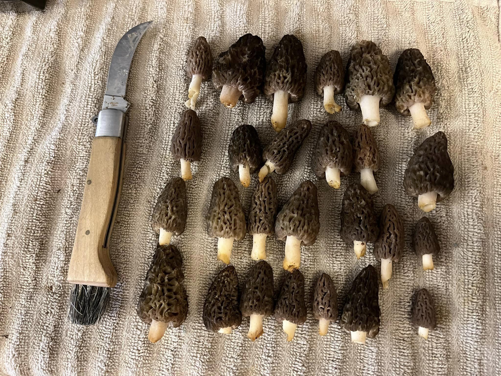 Morel hunting Indiana