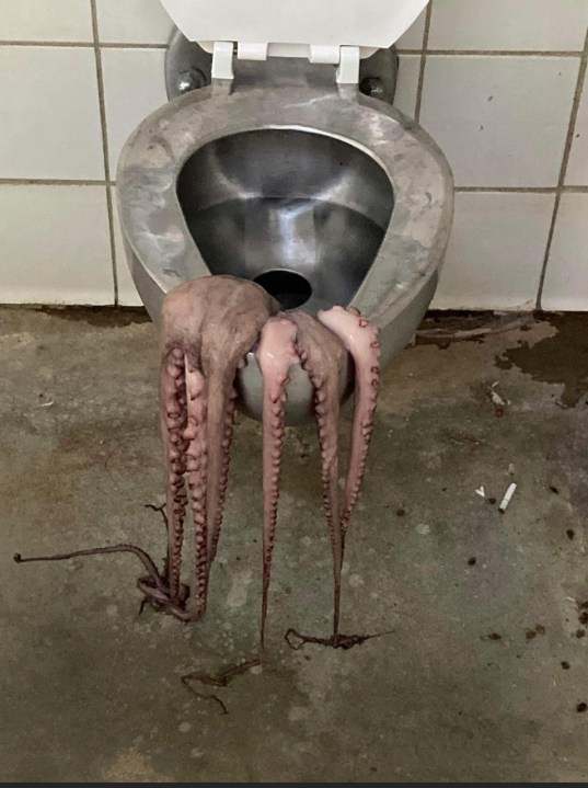 Dead octopus found hanging out of toilet at Columbus park