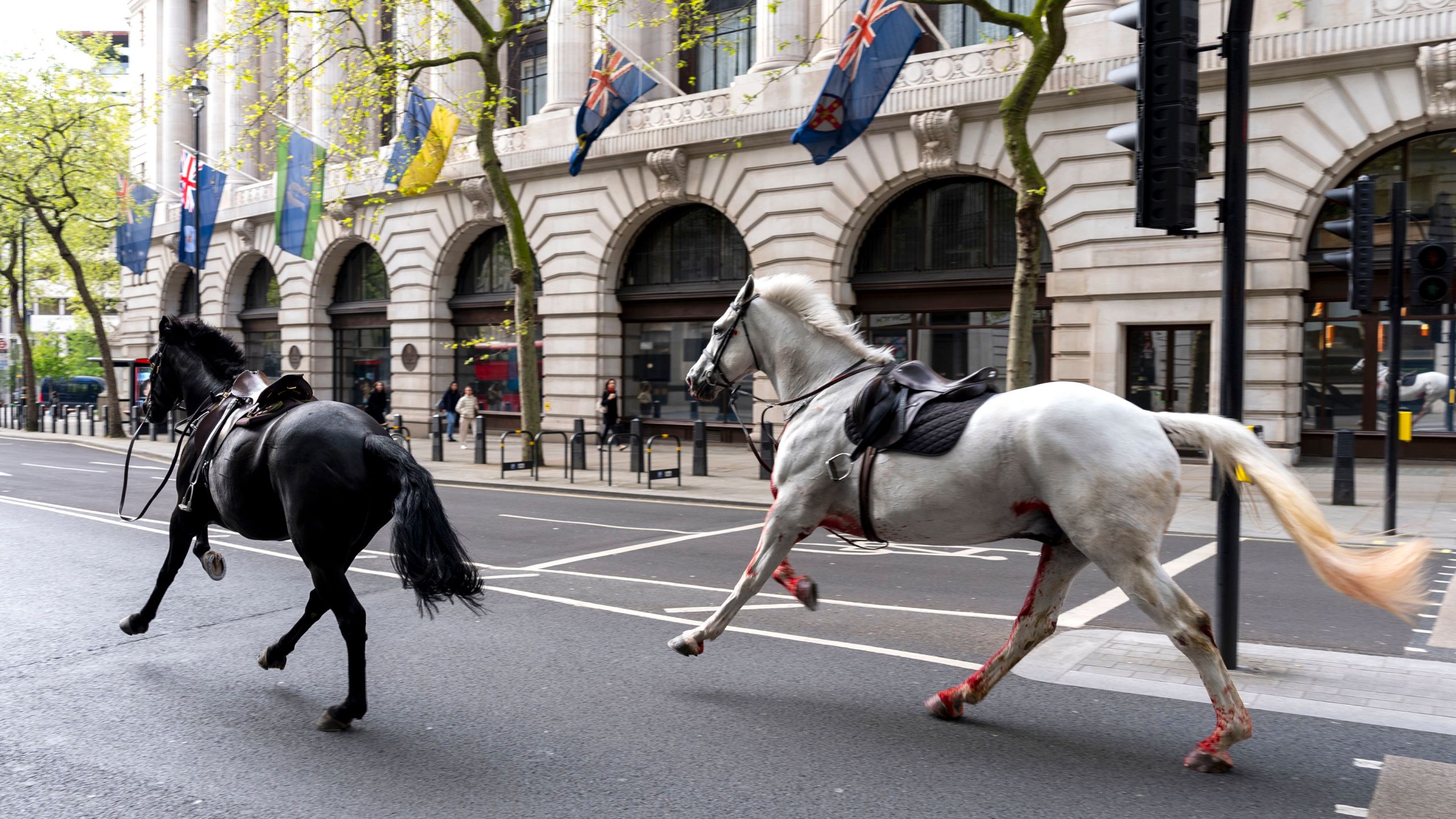 2 military horses that broke free and ran loose across London are in