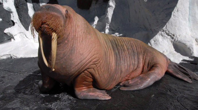 Seaworld's Obie The Walrus Dies At 28 | Fox 5 San Diego