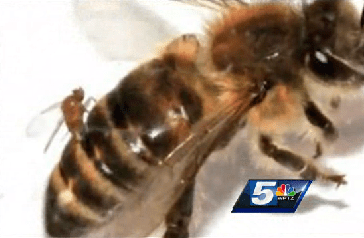 ‘Zombie Bees’ Spotted in the Northeast