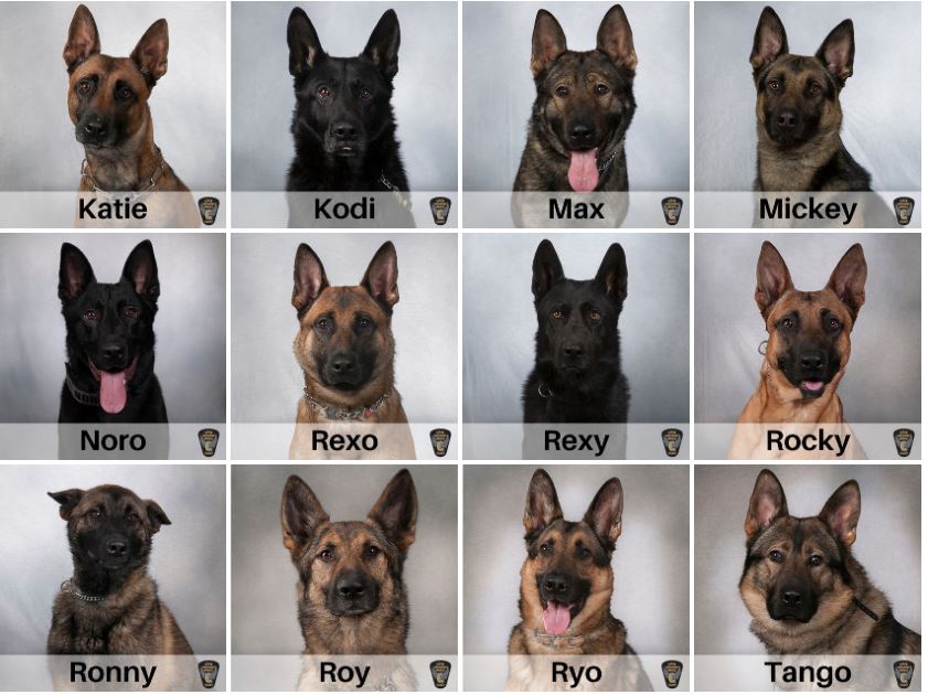 Very good dogs Ohio State Highway Patrol asks for votes in ‘Dapper Dog