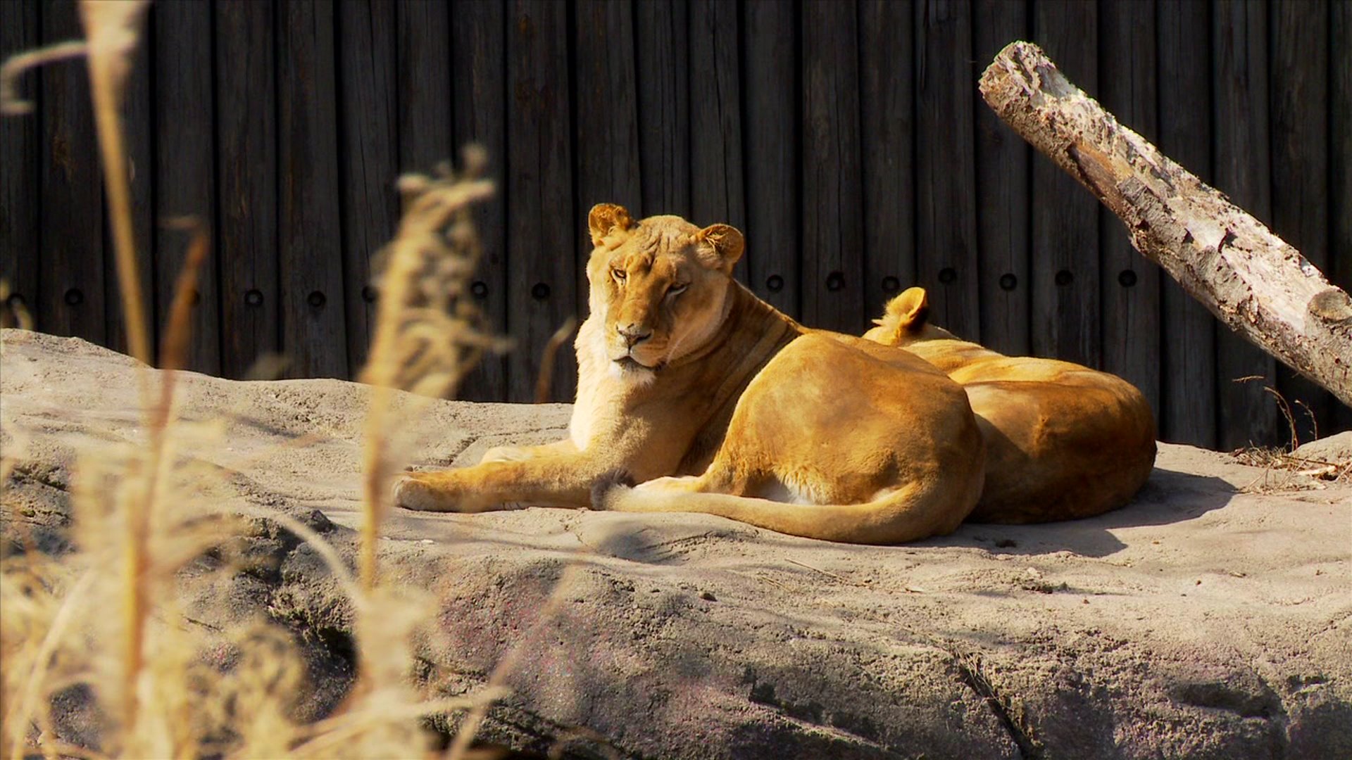 Columbus zoo reservations virtum