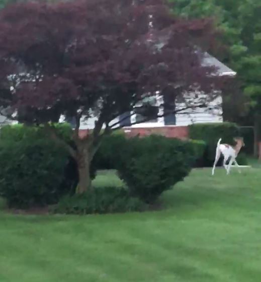 Piebald deer spotted in Northeast Ohio neighborhood