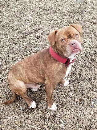 Photos Ashtabula County Animal Protective League offering