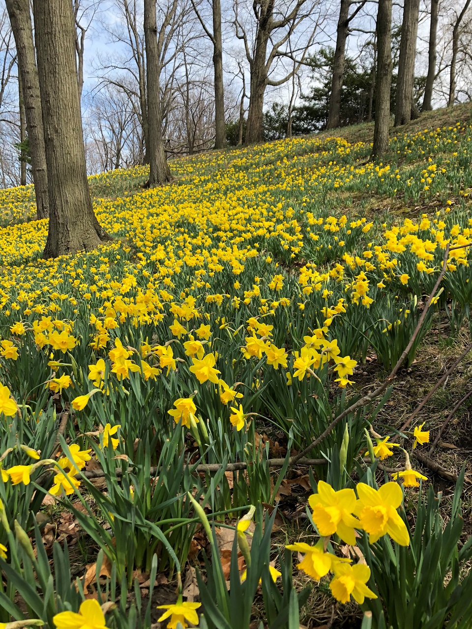 Daffodil Hill is in full, glorious bloom at Lakeview Cemetery