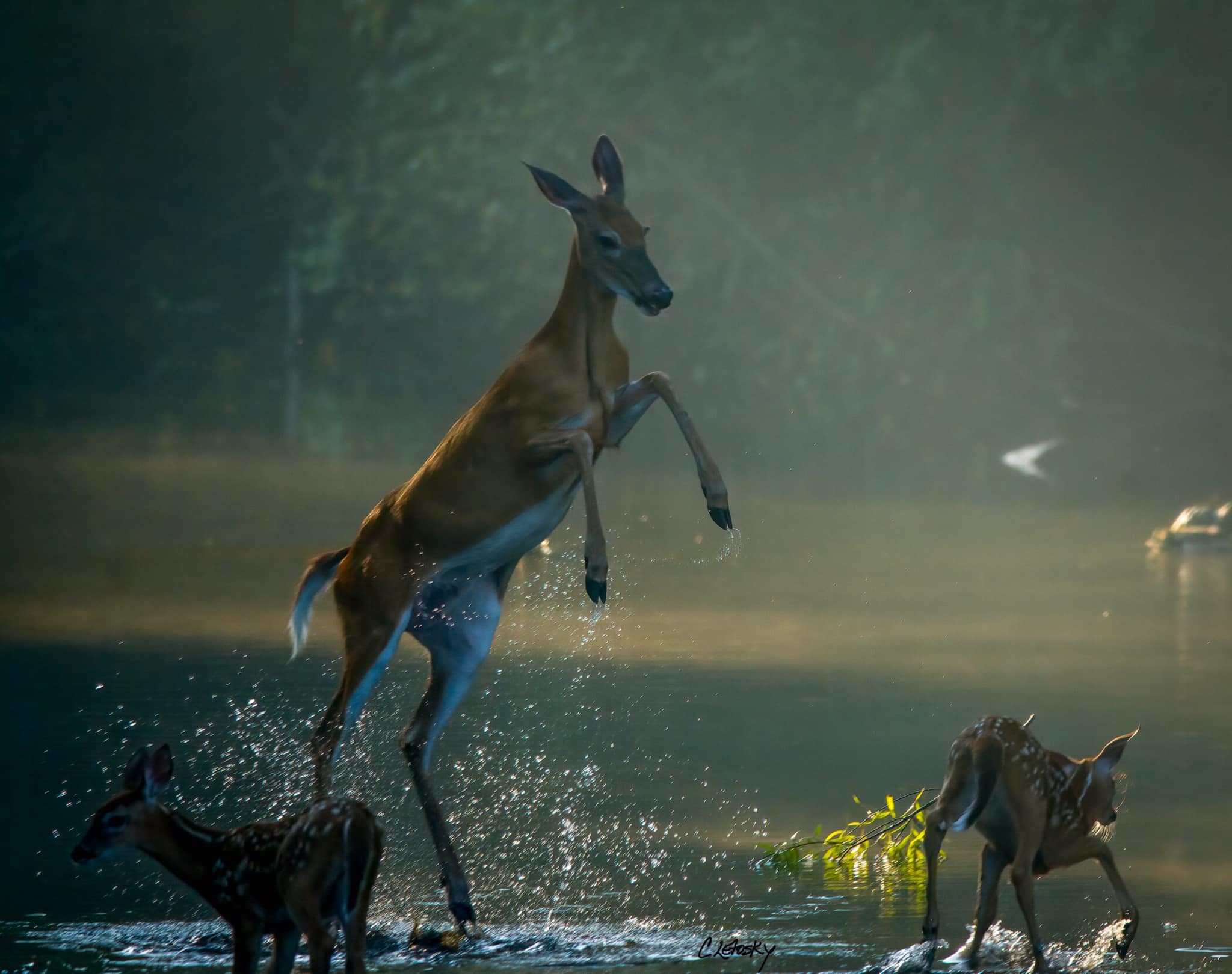 ‘Pure joy’ Ohio woman captures moment mama deer plays with her fawns in river