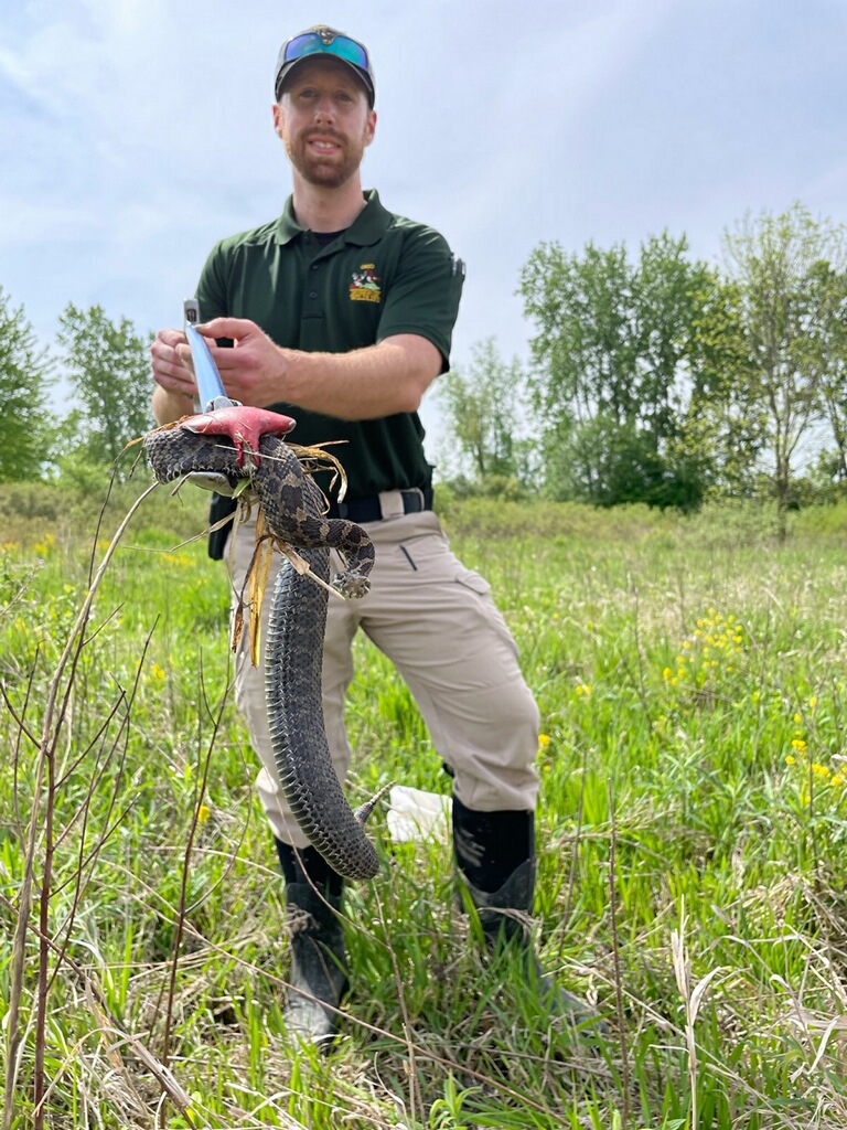 Venomous Snakes in Ohio Eastern Massasauga Rattlesnake in Ohio