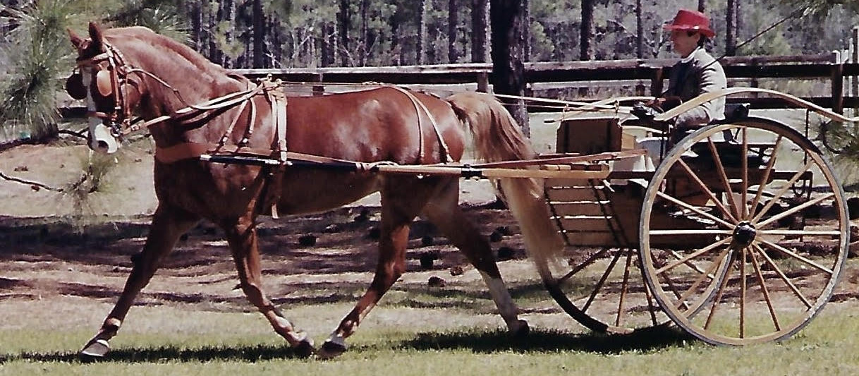 Gallery Foxchase Homes Association