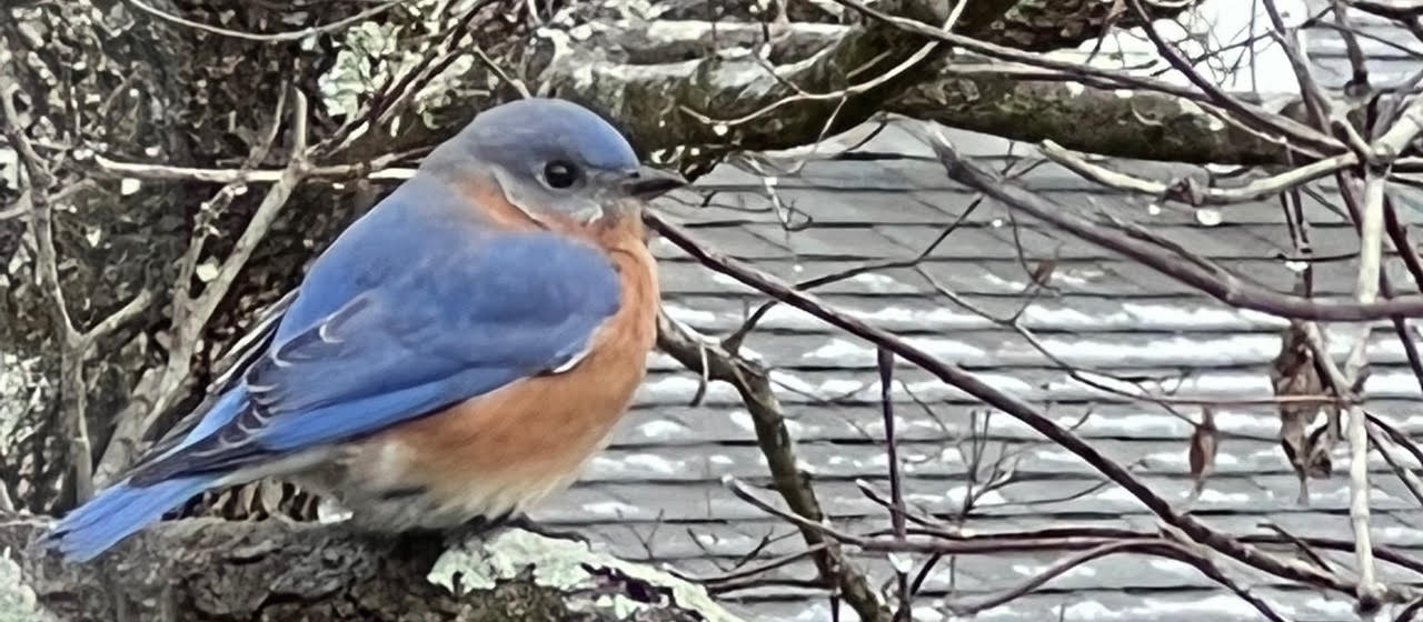 Gallery Foxchase Homes Association