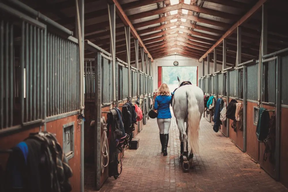 Different Types of Horse Boarding Types, Costs FAQs Fox Den Lane