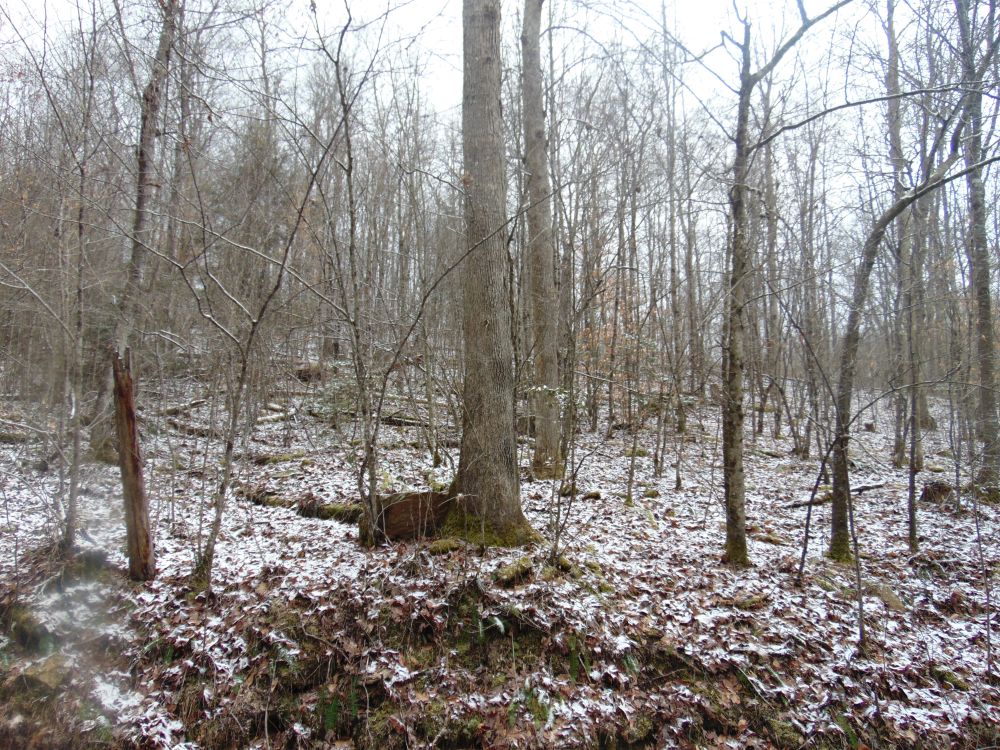 PINEY RIDGE FOREST Foxfire Realty