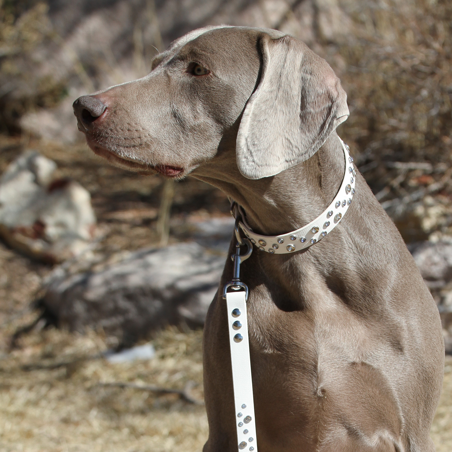 Photos from a chilly, but sunny winter day Foxfire Weimaraners