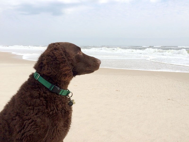 Dogs Now Allowed On Ocean City Beaches, But Keep Them Leashed Fox