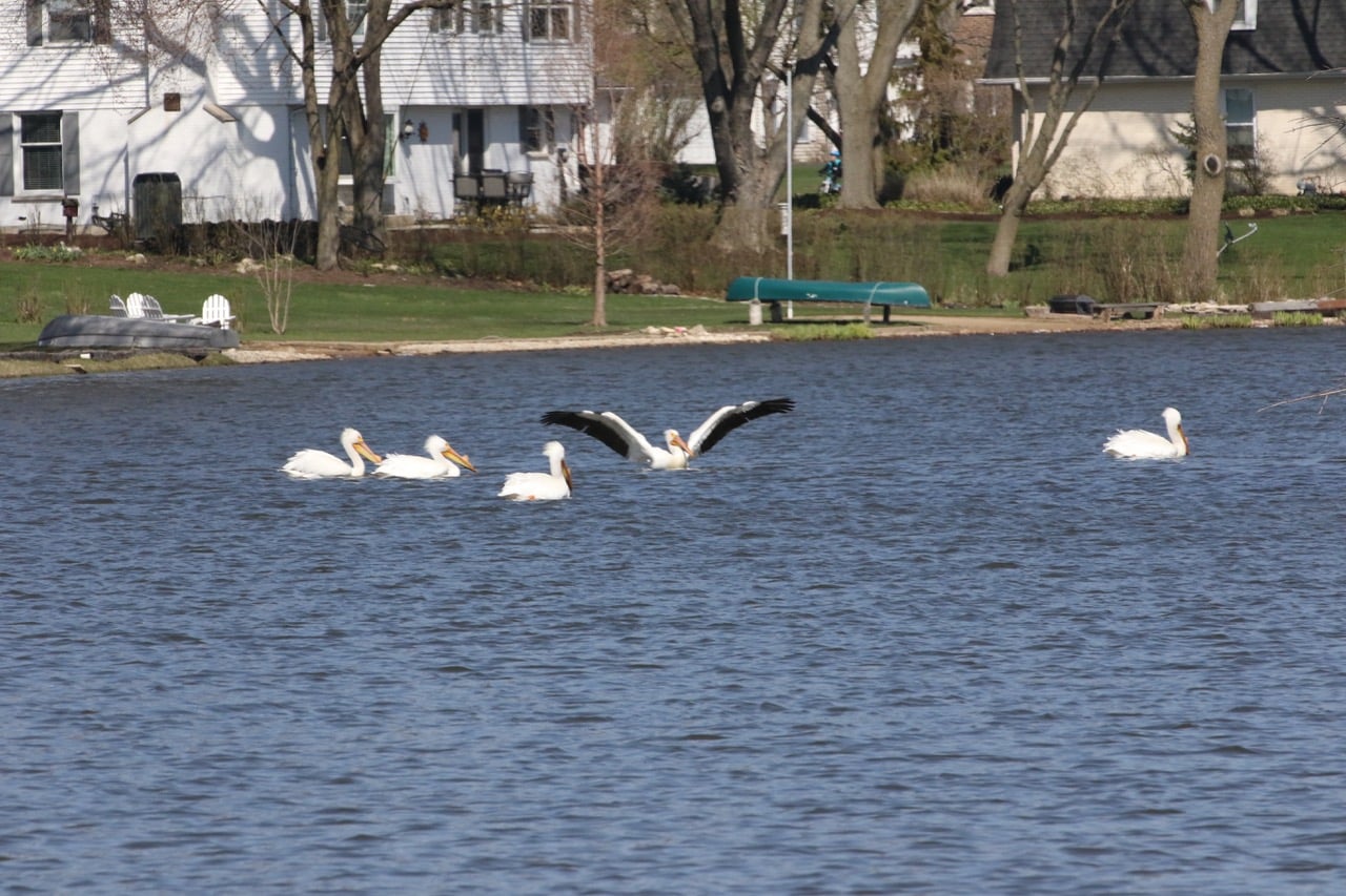 Fox Point Update January 2022 Edition Fox Point Homeowners Association