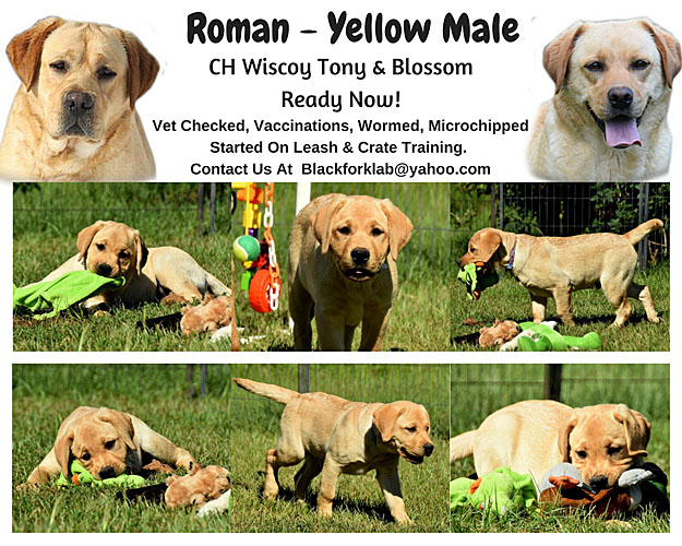 Labrador Retrievers New England Labradors Breeder New Hampshire