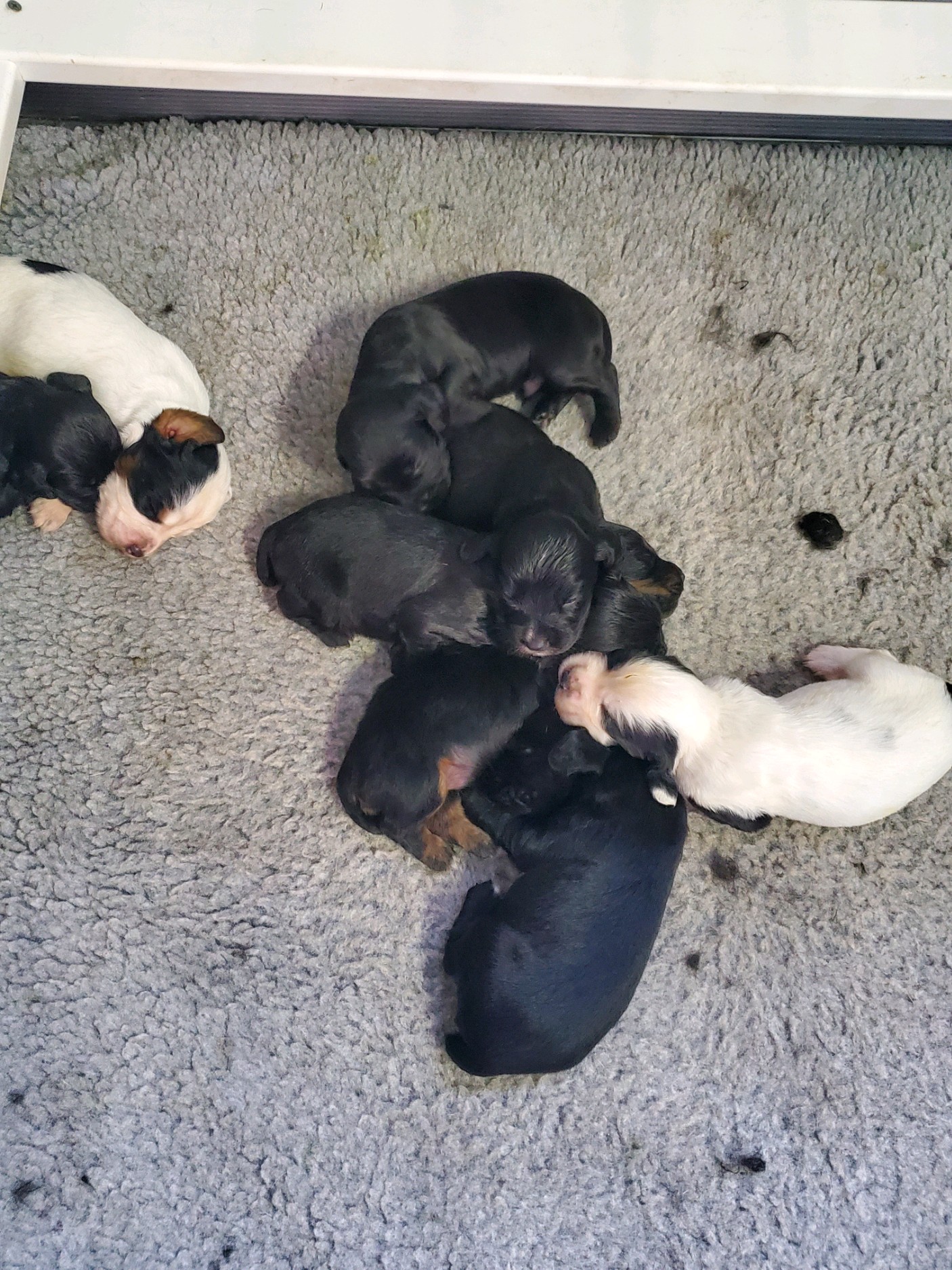 English Setter Breeders MN Brook Park, MN Fox Run Kennels