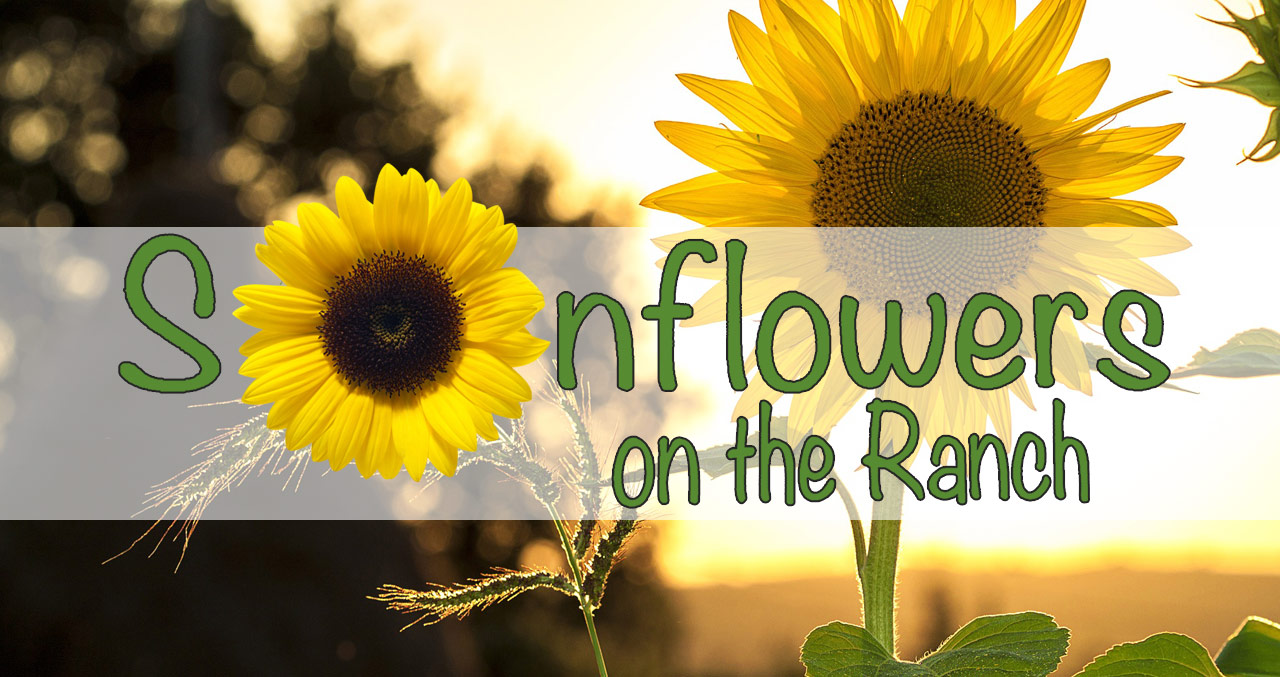 Futch Entertainment » Producters of The Fox Squirrel Corn Maze and Sunflowers On The Ranch!