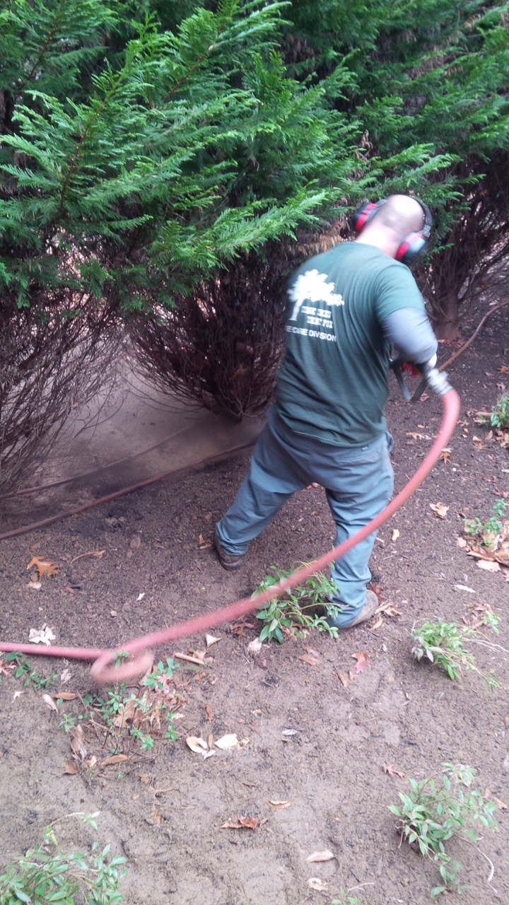 Root Collar Excavation Fox Tree Service