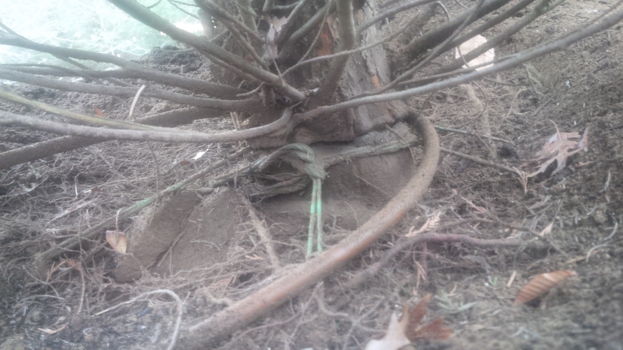 Root Collar Excavation Fox Tree Service